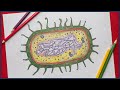 Prokaryotic Cells Unveiled: Characteristics and Functions