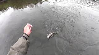 Río enco Fly fishing araucania chile