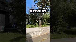 Amazing Parkour Skills From a Border Collie