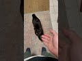 Shake hand with a wink and say hi cat 握手してウインクして挨拶をする猫