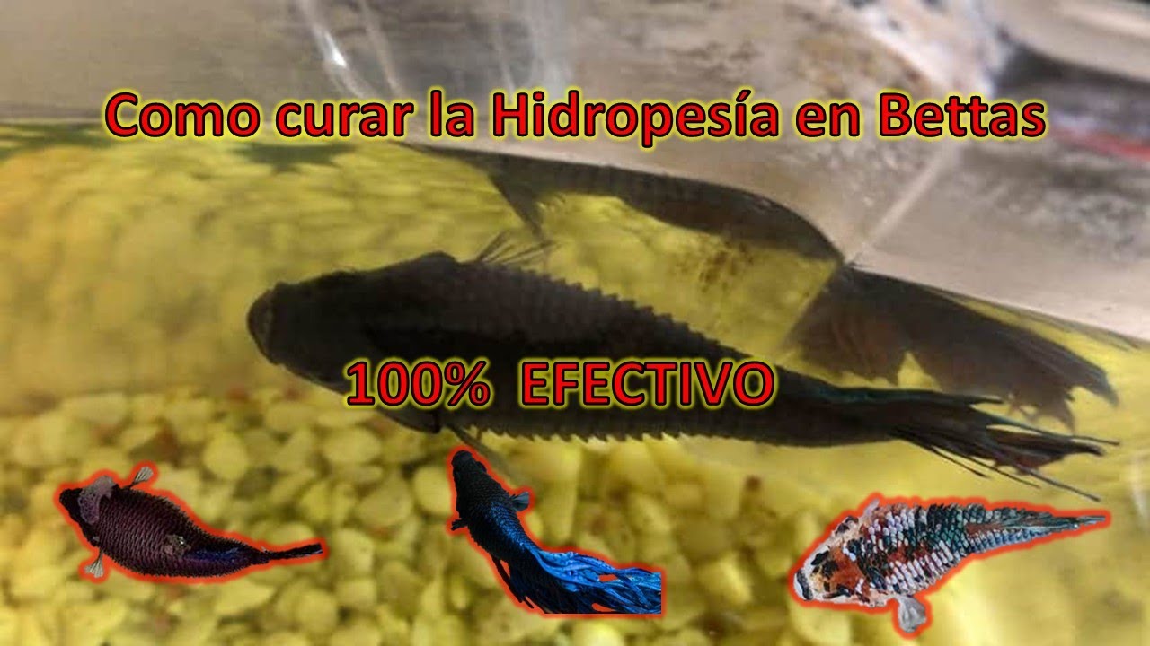 Como curar la HIDROPESÍA en los bettas (100% Efectivo).