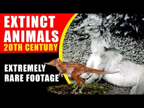 extinct-animals-20th-century!-extremely-rare-and-moving-footage-of-extinct-animals