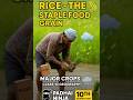 India’s Lifeline: RICE Explained in 60 Seconds | Class 10 | Agriculture Chap 4🌾🇮🇳 #Shorts #Geography