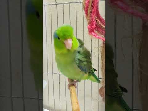beautiful male parrotlet || forpus green mutation