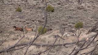 Nevada 231 Hunting unit