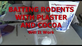 BAITING RODENTS WITH PLASTER AND COCOA - Will It Work