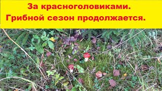 В лес за красноголовиками. Грибной сезон 2020 в разгаре. Uz mežu sēņot. Sezona 2020.