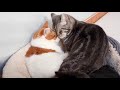 Cats Love To Snuggle & Sleep Together
