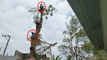 Cưa Cây Gáo Vàng Siêu To ở Nghĩa Trang / Sawing the Super Big Golden Dipper in the Cemetery |Tập 671