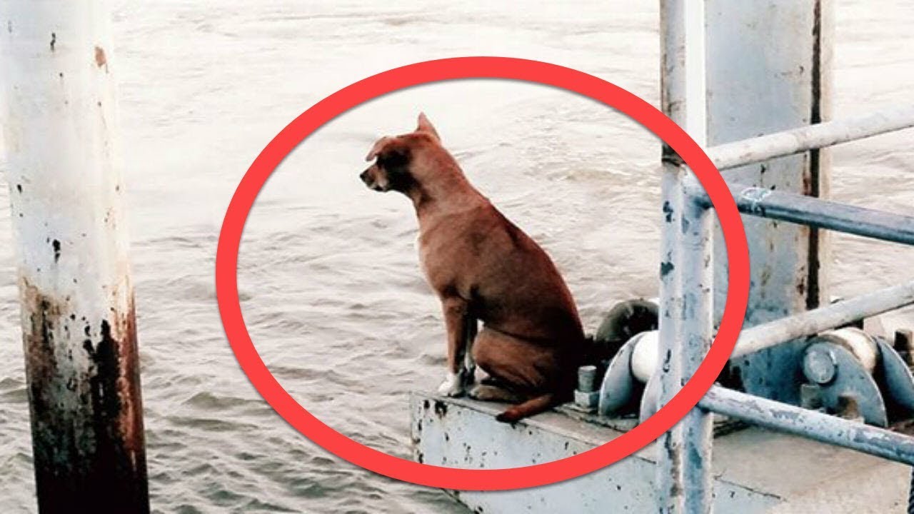 Dog Fell Off A Boat Waited In This Spot 4 Months For Her Family To