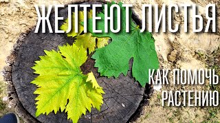 ПОЧЕМУ ЖЕЛТЕЮТ ЛИСТЬЯ. ХЛОРОЗ РАСТЕНИЙ. ЧЕМ ОПАСЕН И КАК С НИМ БОРОТЬСЯ