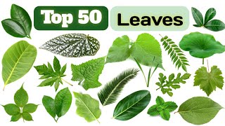Types Of Leaves| Different Types Of Leaves Names In English| Leaf Names With Pictures|Different Leaf by words talk easy 56 views 5 months ago 8 minutes, 28 seconds