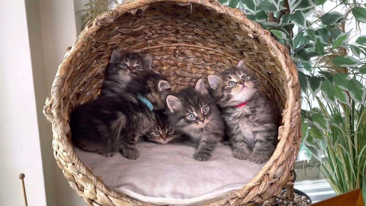 Ergaki Cattery - Five brown tabby Siberian kittens