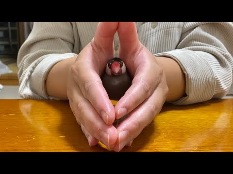 お姉ちゃんの文鳥ﾄﾝﾄﾝｼｭｯ遊び
