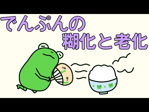 【管理栄養士²の事情】　でんぷんの糊化と老化　【解説】