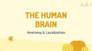 The Human Brain: Anatomy & Localization | ANATOMY & NEUROBIOLOGY #1