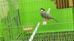 suara indah burung glatik jawa - Durasi: 4:06. suara indah burung glatik jawa - Durasi: 4:06.