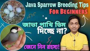 জাভা পাখি মেটিং করছে কিন্তু ডিম দিচ্ছে না | Java Sparrow Breeding Tips For Beginners (V-112)