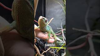 he's not an introvert 😂 #chameleon #funnyshorts #animalshorts #pantherchameleon #reptiles #lizard