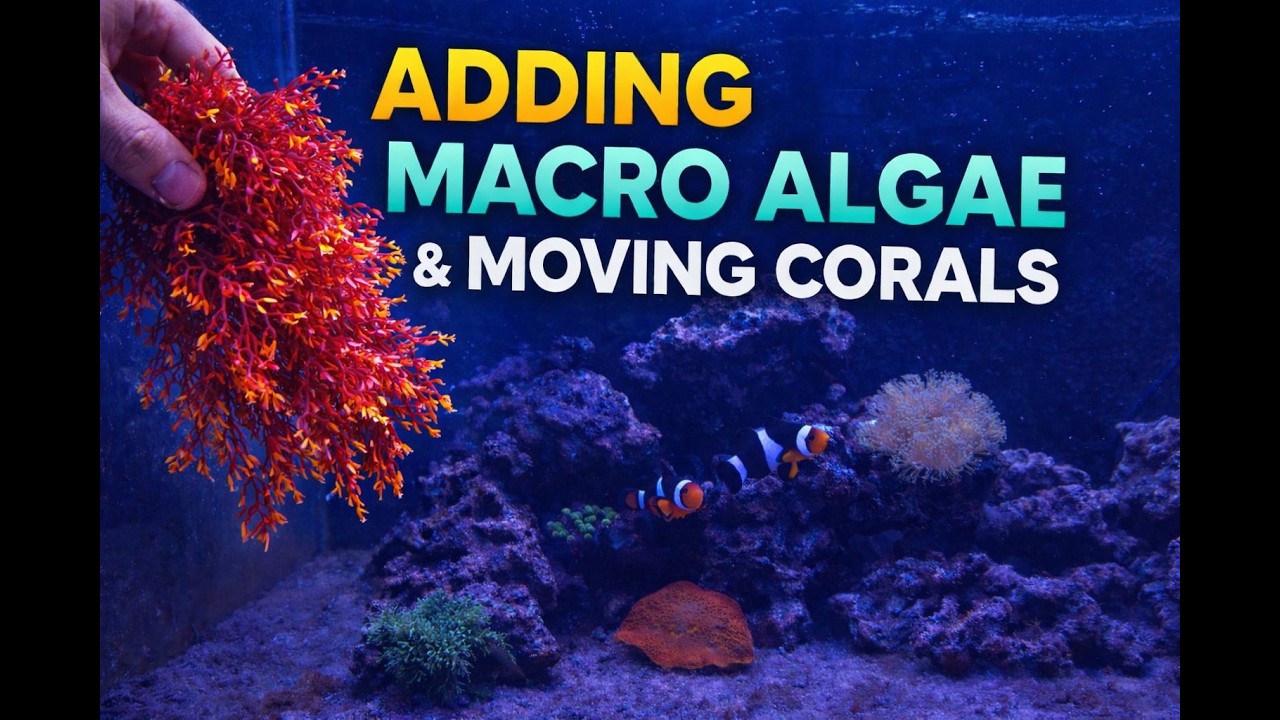 Fixing The Reef Tank!