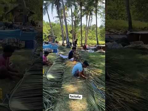 Why Are Fishermen Throwing Trees Into The Ocean! #nobatidao