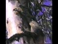 Nice big Goanna, Lace Monitor Lizard camouflaged to the tree.