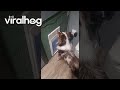 Genius Australian Shepherd Cracks Keypad Code to Let Himself Out || ViralHog