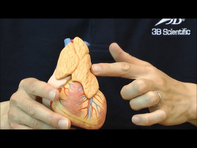 模型　心臓 96257-7223105.webp