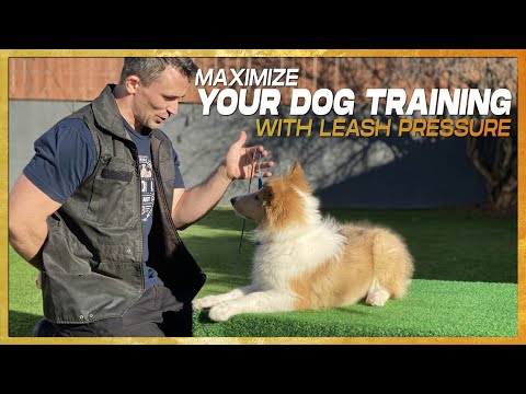 How to use a Leash to Stop 90% of Behavior Problems. Leash Pressure Training!