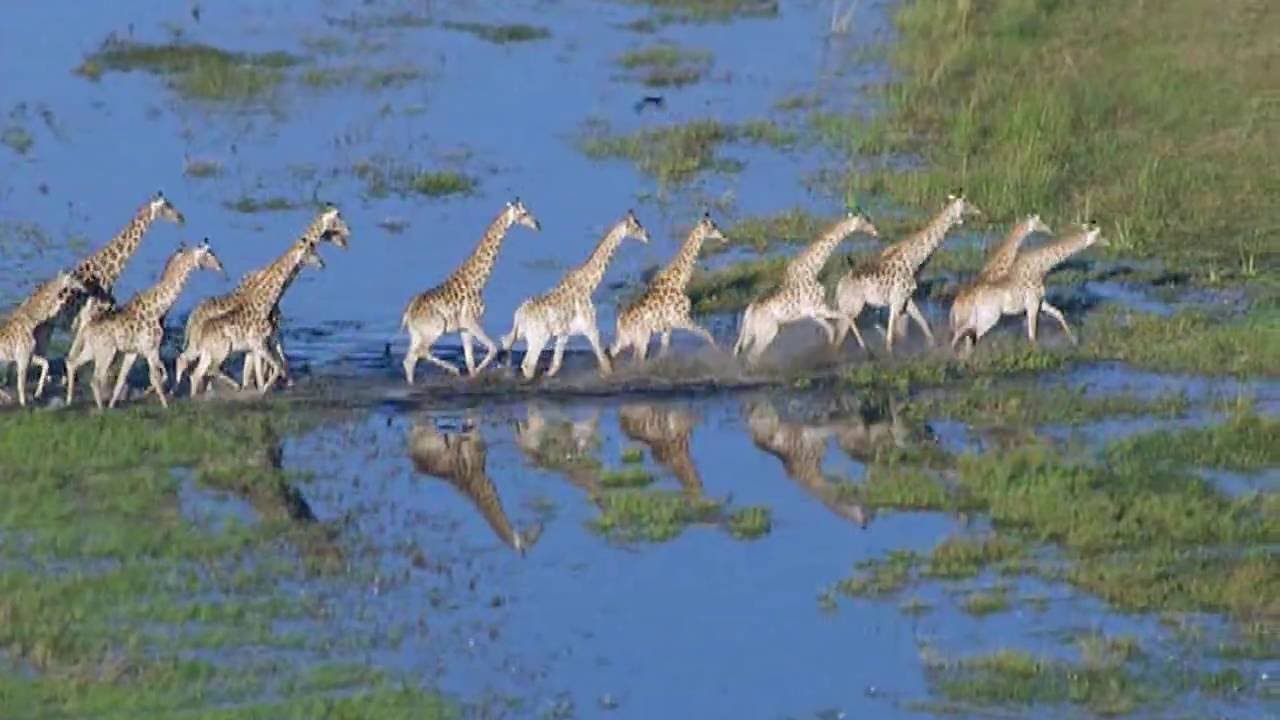 Доклад: Эйтор Вилла-Лобос