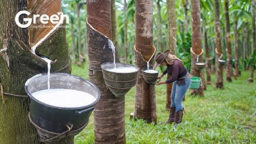 Rubber Tree - How to Rubber Tree Latex Harvested & Processed | Agriculture Technology