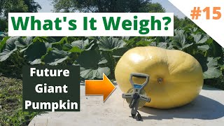 How to estimate your pumpkins weight!