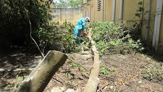Celebrity Haunted Tree Sawing Nightmare: Giant Python Guards Abandoned House Attacks Us While Cleaning Net Worth