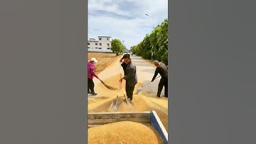 The process of loading wheat into a truck. Good tools for loading.