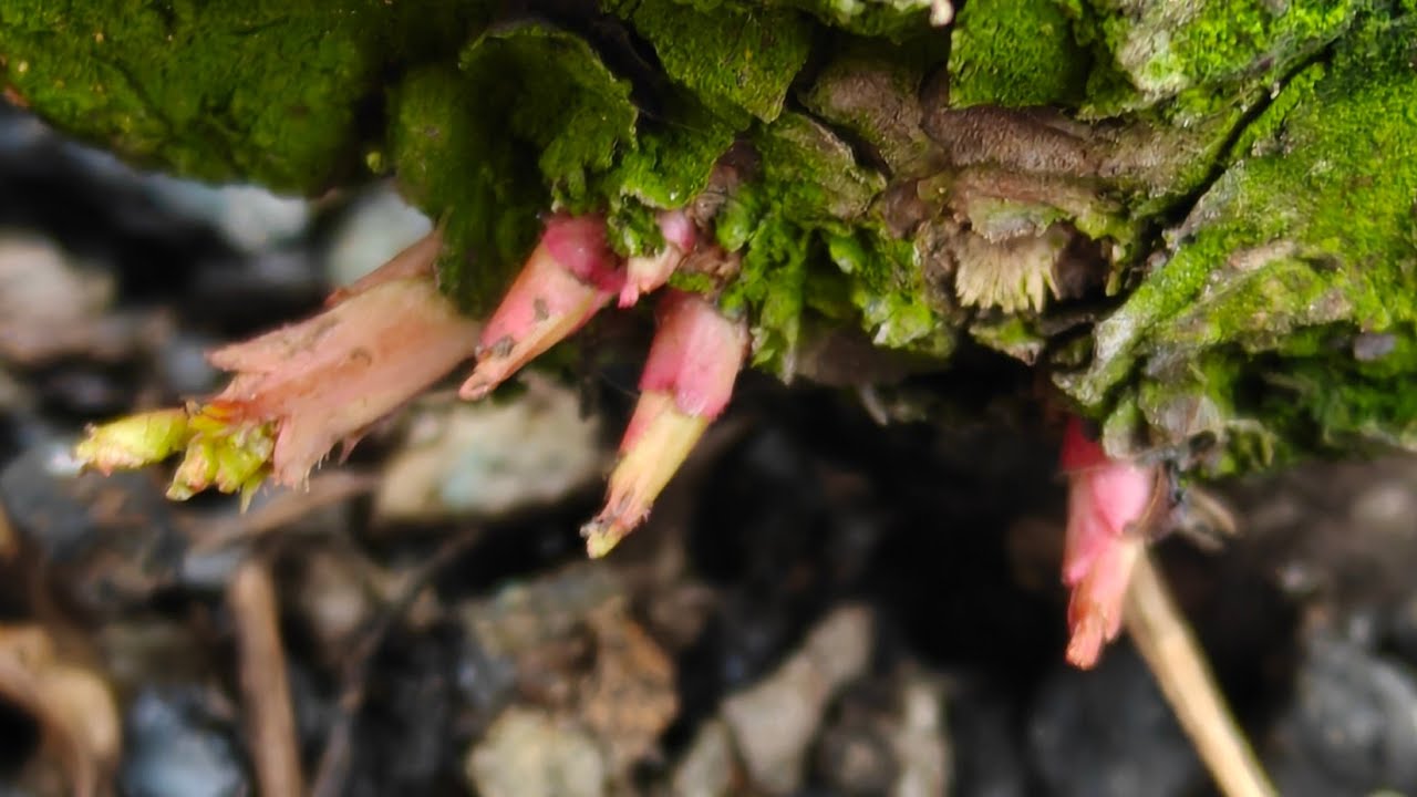 live North Indian Pot Culture PK Garden is live