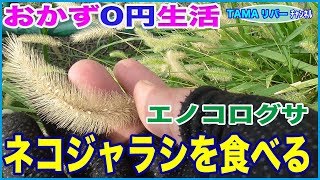 おかず0円生活 ネコジャラシ エノコログサ を食べる O ノ Youtube