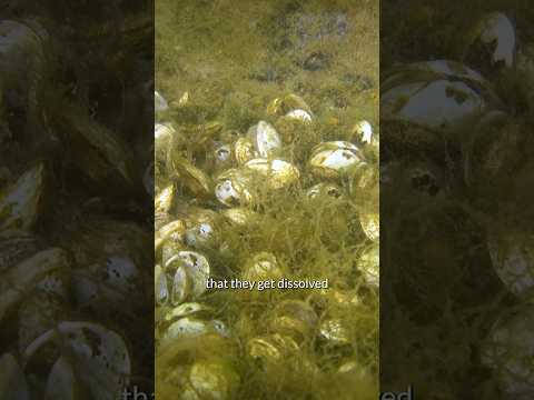 How does climate change affect the oceans?