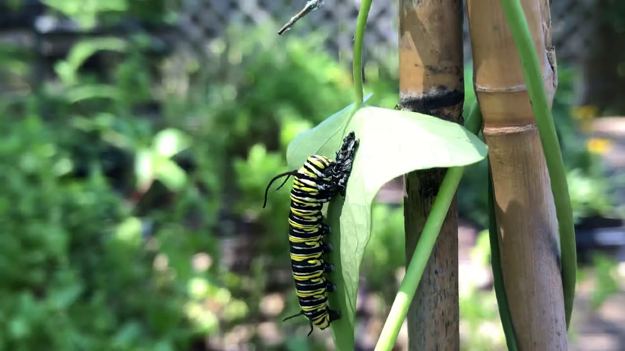 Caterpillar eats its shed skin YouTube