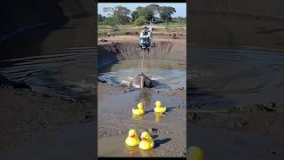 “Trapped Elephant Lifted to Safety by Helicopter#novapulse #trending #resque