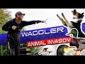 Waggler Fishing On The River (ANIMAL INVASION!)