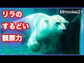 アザラシ来ないかな？隣から覗き見ているホッキョクグマ【リラ】座って待つのは【デナリ】 Polar Bear looks at seals from the side