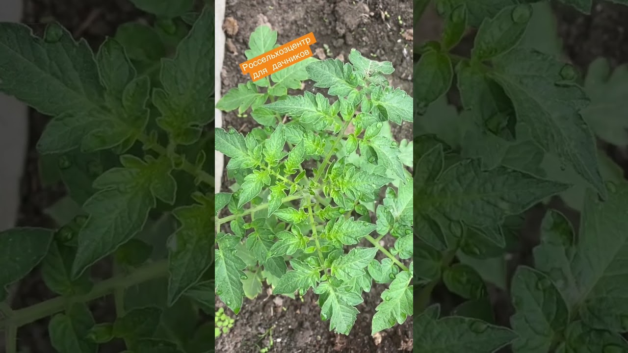 Жируют томаты. Что делать? Агроном плохого не посоветует.