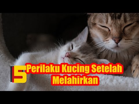 Video: Mengapa Kucing Saya Mengiler Setelah Menempatkan Obat Kutu pada Her?