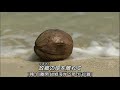 夏川里美: 椰子の実 (椰子的果實) 日語歌詞中譯-有押韻
