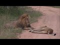 Safari Live : Last minute Lions today, Nhenha and Amber Eyes  Feb 01, 2018