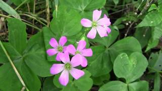 HD　初夏の野の花、曲故郷、野に咲く花のように、常盤露草、柳花笠、等