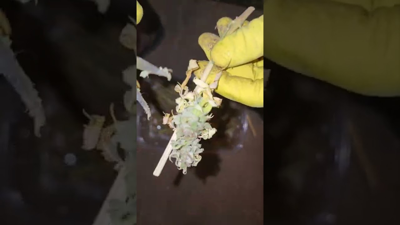 Trimming Cannabis (Manicure)💅