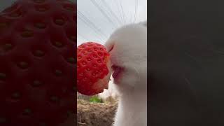 Rabbit loves Strawberry |??????| srilanka youtubeshorts