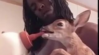 Man rescues baby deer