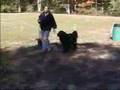 NESBC , Working Dog Demonstration Part 3 NESBC , Working Dog Demonstration Part 3